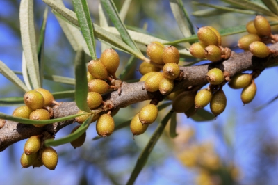 rimedi naturali mal di testa,rimedi naturali mal di testa forte,rimedi naturali mal di testa da cervicale,rimedi naturali mal di testa da ciclo